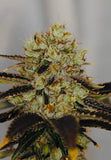 Suicide Kings - The Cannabis Brothers